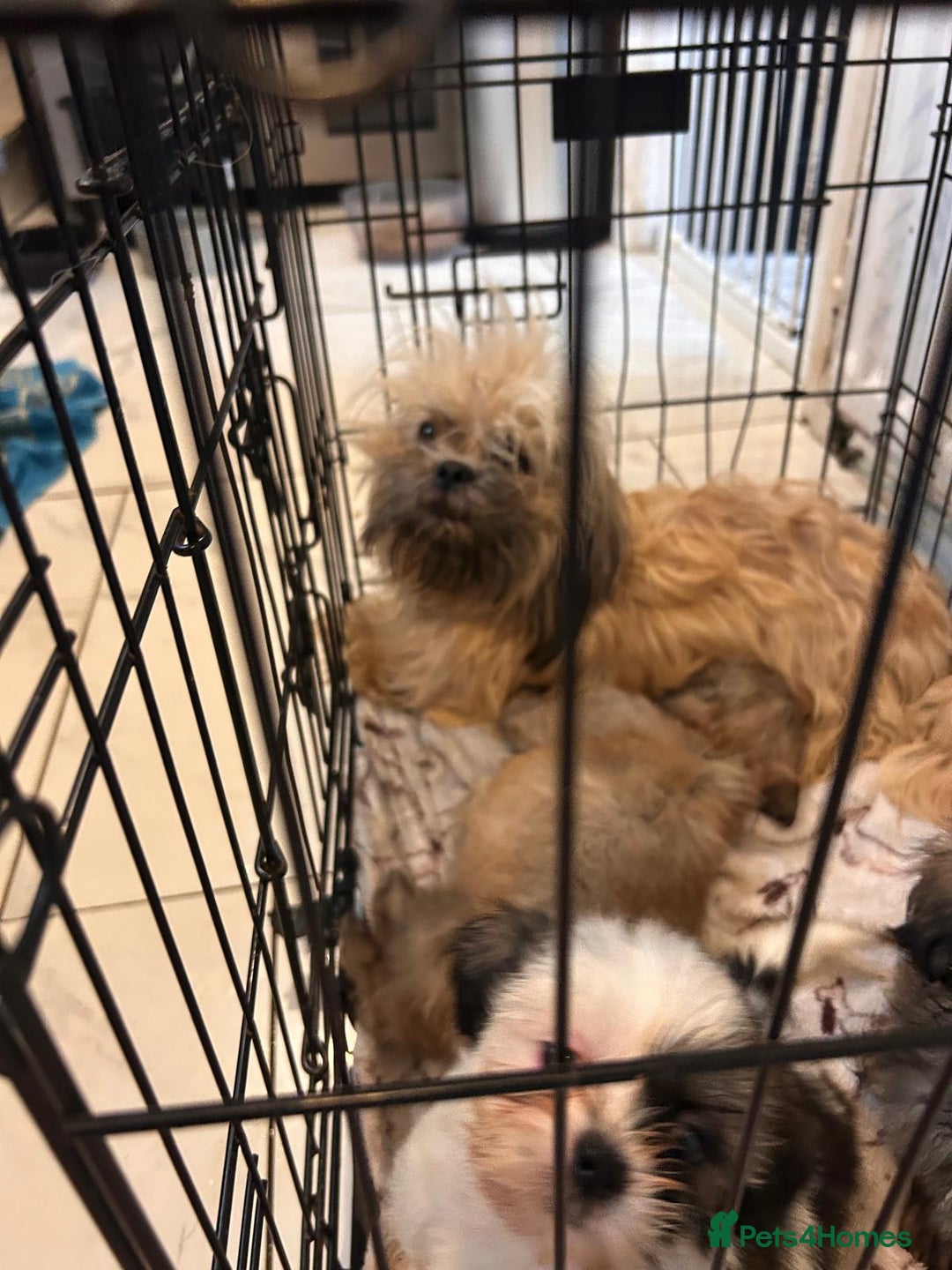 Shih Tzu dogs for sale: Shih tzu pups ready now - Image 8
