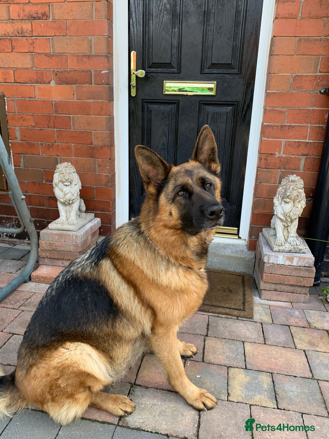 German Shepherd dogs for sale: TOP QUALITY SHOW LINES  - Image 23