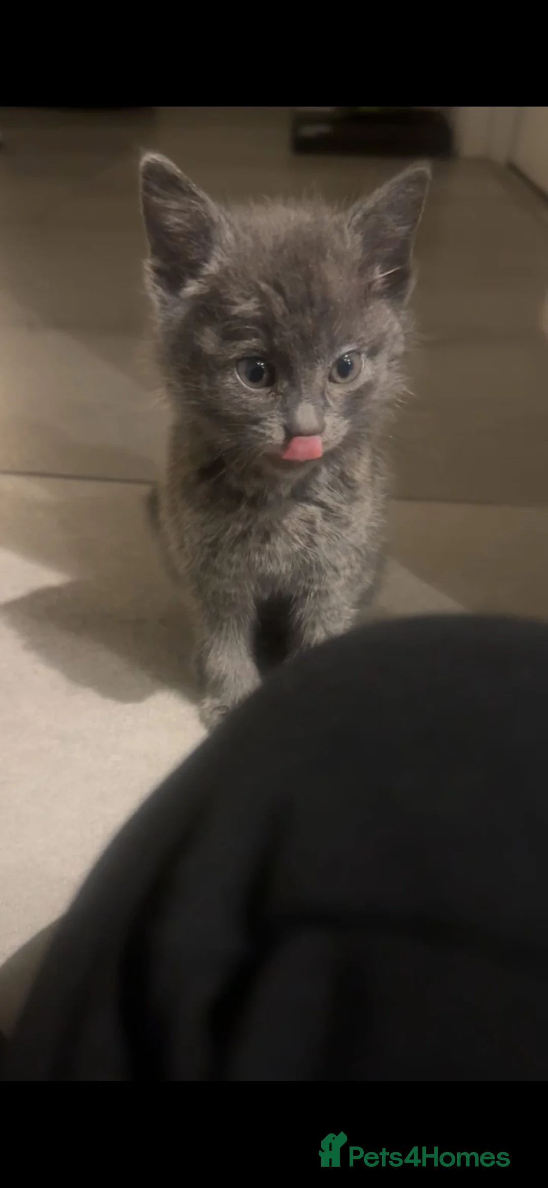 Mixed Breed cats for sale: Beautiful Grey Kitten in Birmingham - Advert 1
