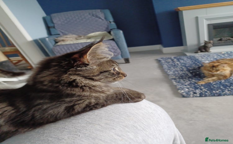Maine Coon cats - Advert 9