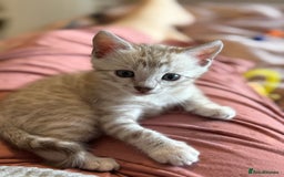 Bengal cats for sale: 💙Stunning Silver Mink Bengal TICA registered  - Image 13