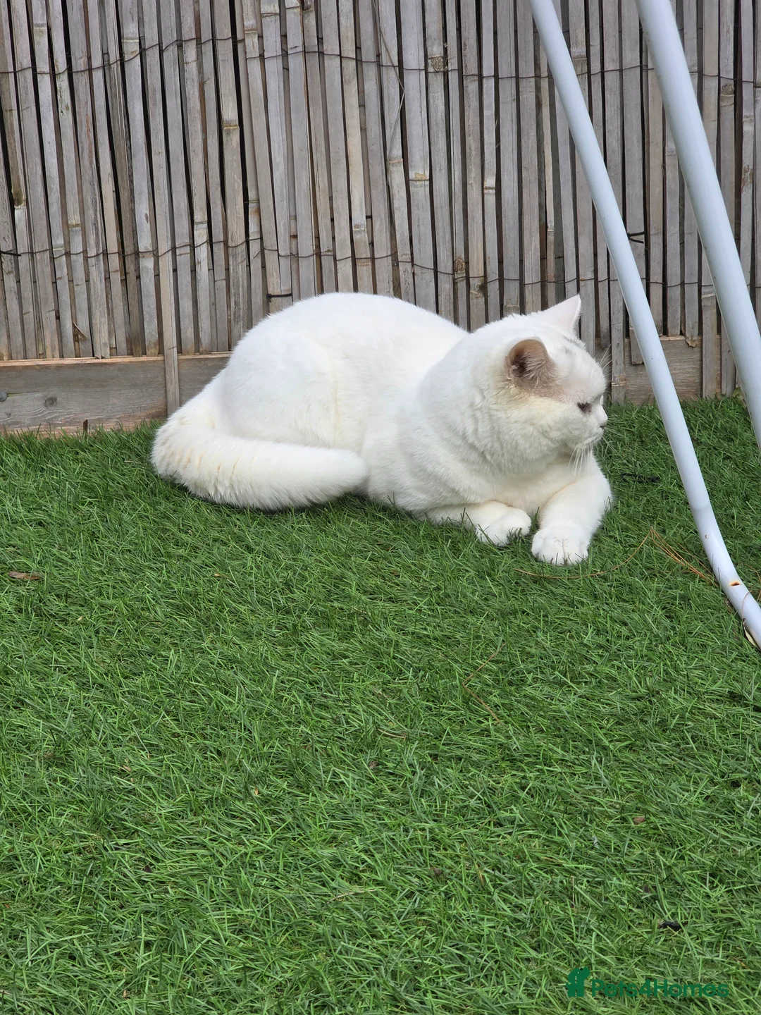 British Shorthair cats for stud: British Shorthair White Boy – proven stud service  - Advert 3