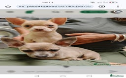 Chihuahua dogs for sale: Pure Chihuahuas - Image 11