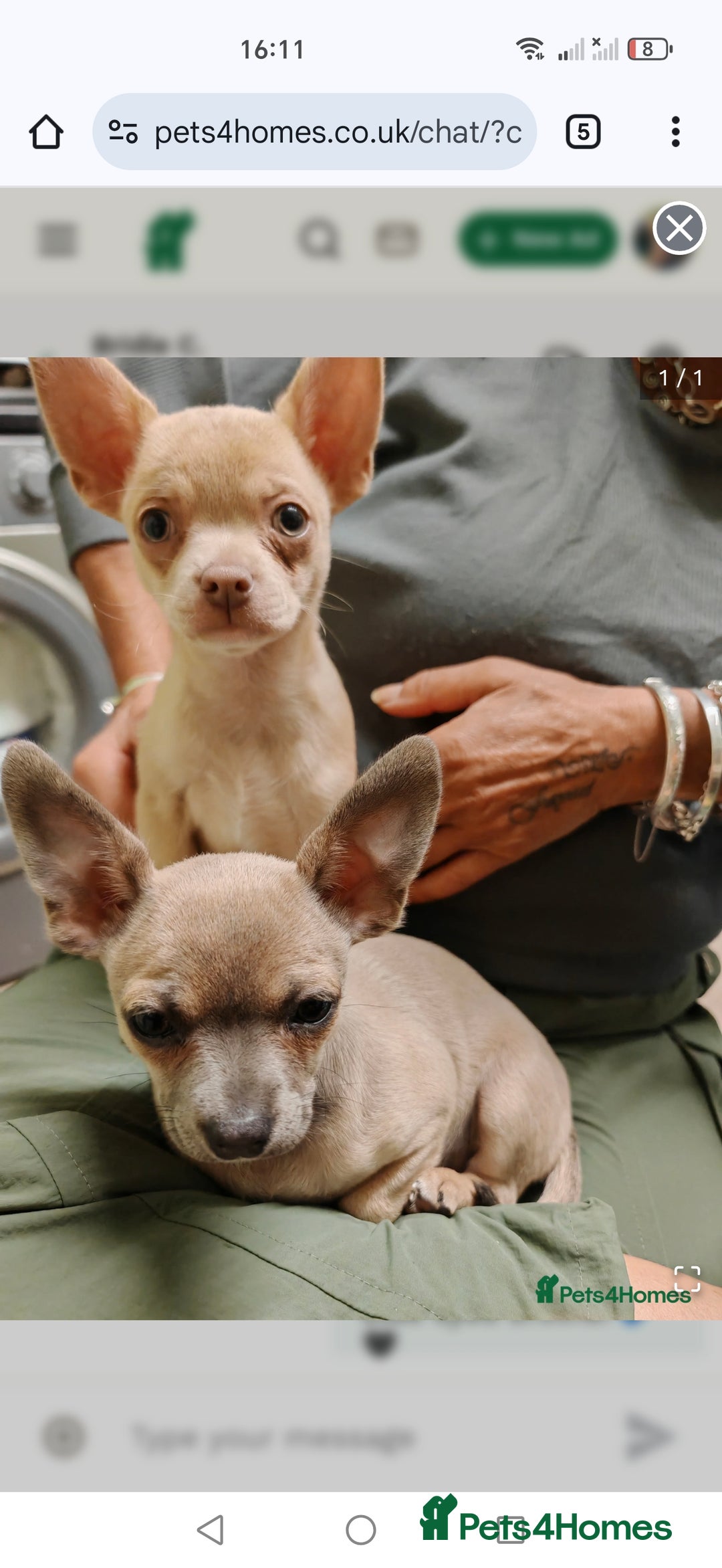 Chihuahua dogs for sale: Pure Chihuahuas - Image 11