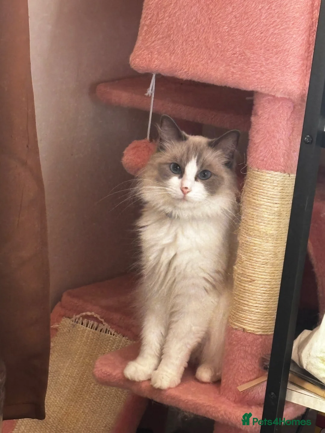 Ragdoll cats for sale: Mini the ragdoll  - Advert 1