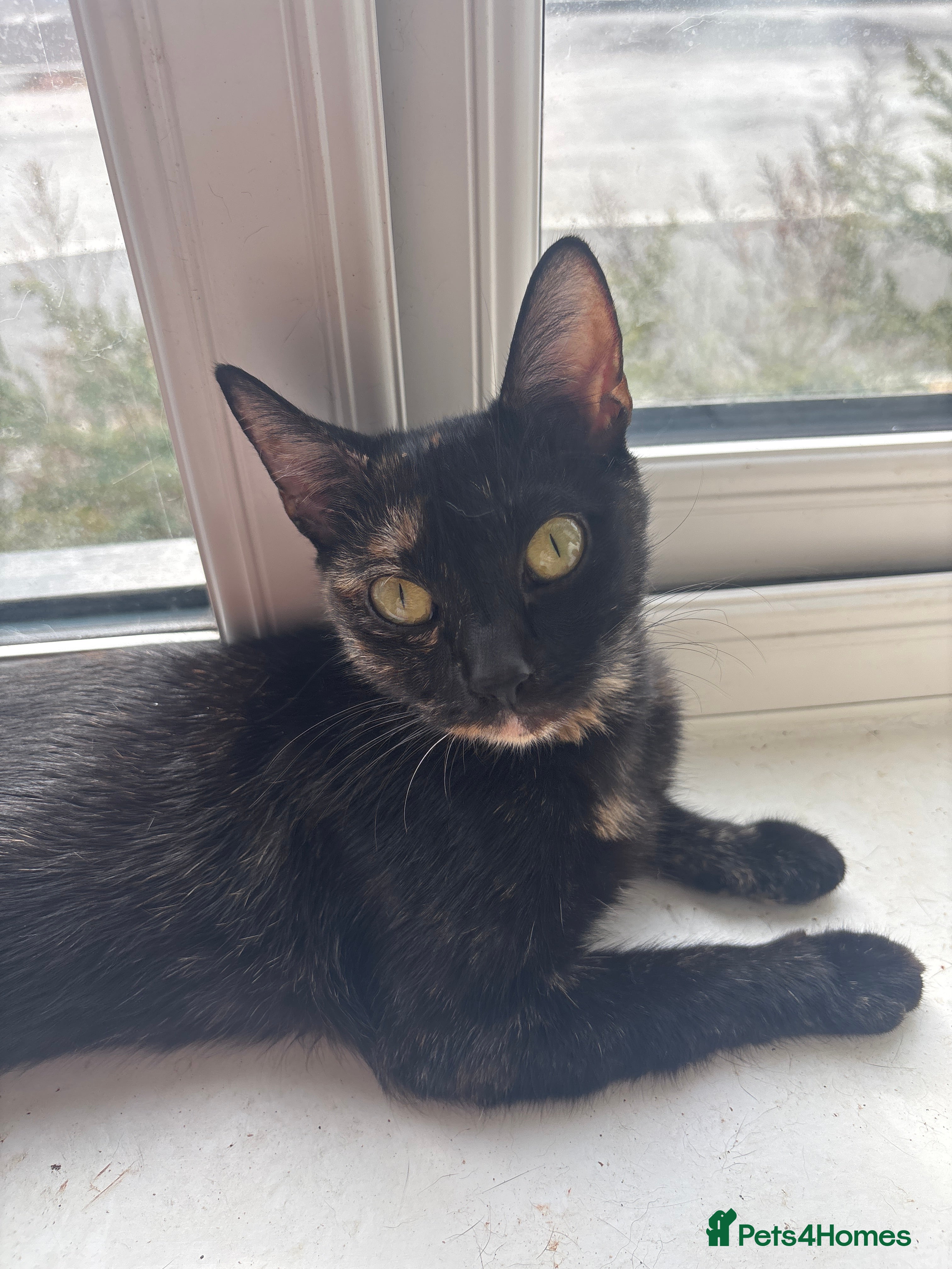Domestic Shorthair cats *FREE* 3 domestic shorthaired cats available  - Advert 1