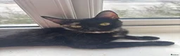 Domestic Shorthair cats for sale: *FREE* 3 domestic shorthaired cats available  - Advert 1