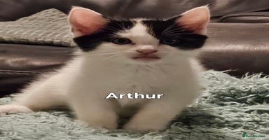 Mixed Breed cats - Advert 6