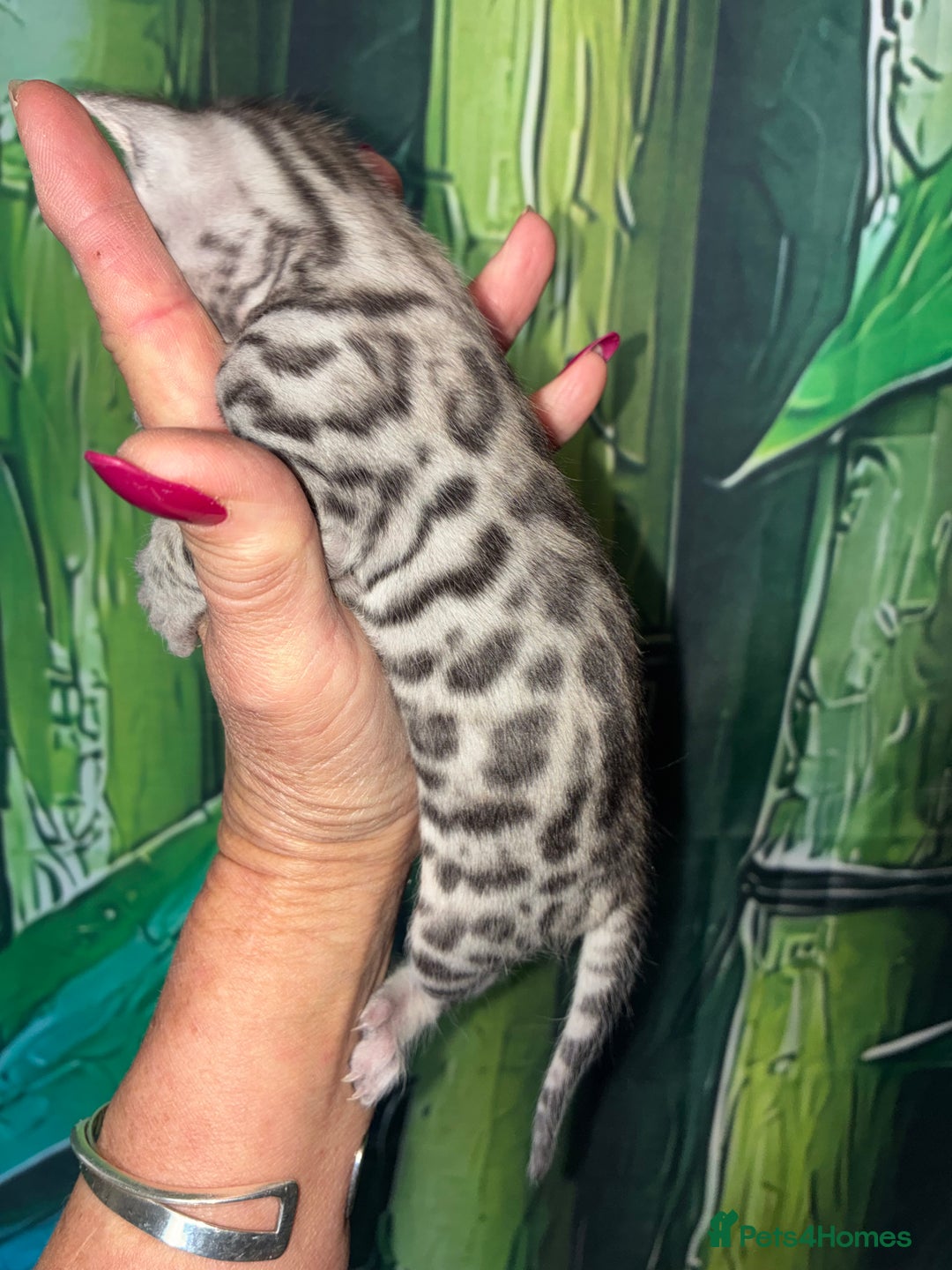 Bengal cats for sale: Beechwood Bengals  stunning SILVER kittens - Image 11