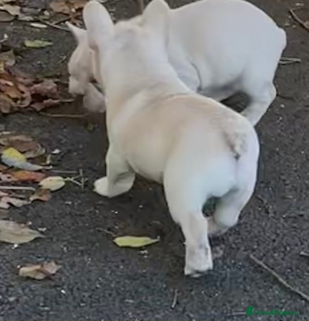 French Bulldog dogs for sale: KC REGISTERED QUALITY FRENCH BULLDOG PUPPIES  - Advert 27