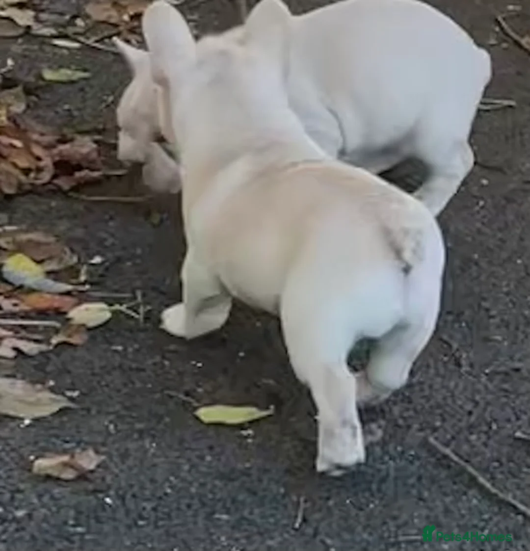 French Bulldog dogs for sale: KC REGISTERED QUALITY FRENCH BULLDOG PUPPIES  - Advert 27