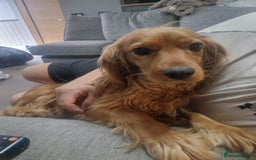 Cocker Spaniel dogs for sale: Beautiful cocker spaniel puppies - Image 6