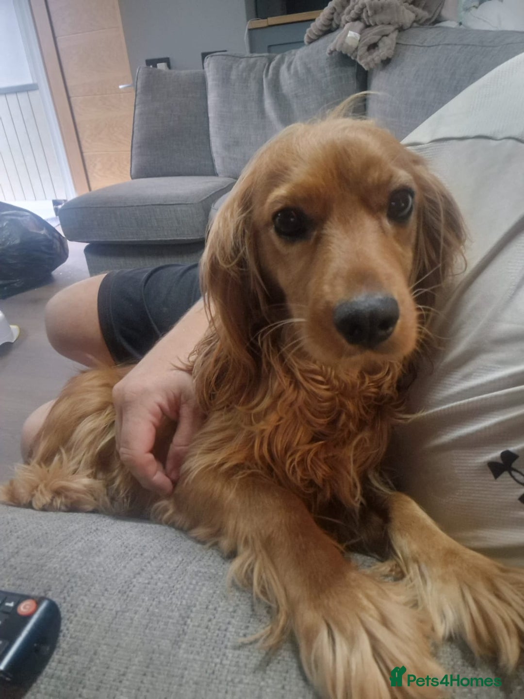 Cocker Spaniel dogs for sale: Beautiful cocker spaniel puppies - Image 6
