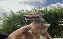 Cocker Spaniel dogs for adoption: Bob needs a loving home  - Advert 15