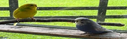 Budgerigars birds for sale: Pair of budgies - Advert 3