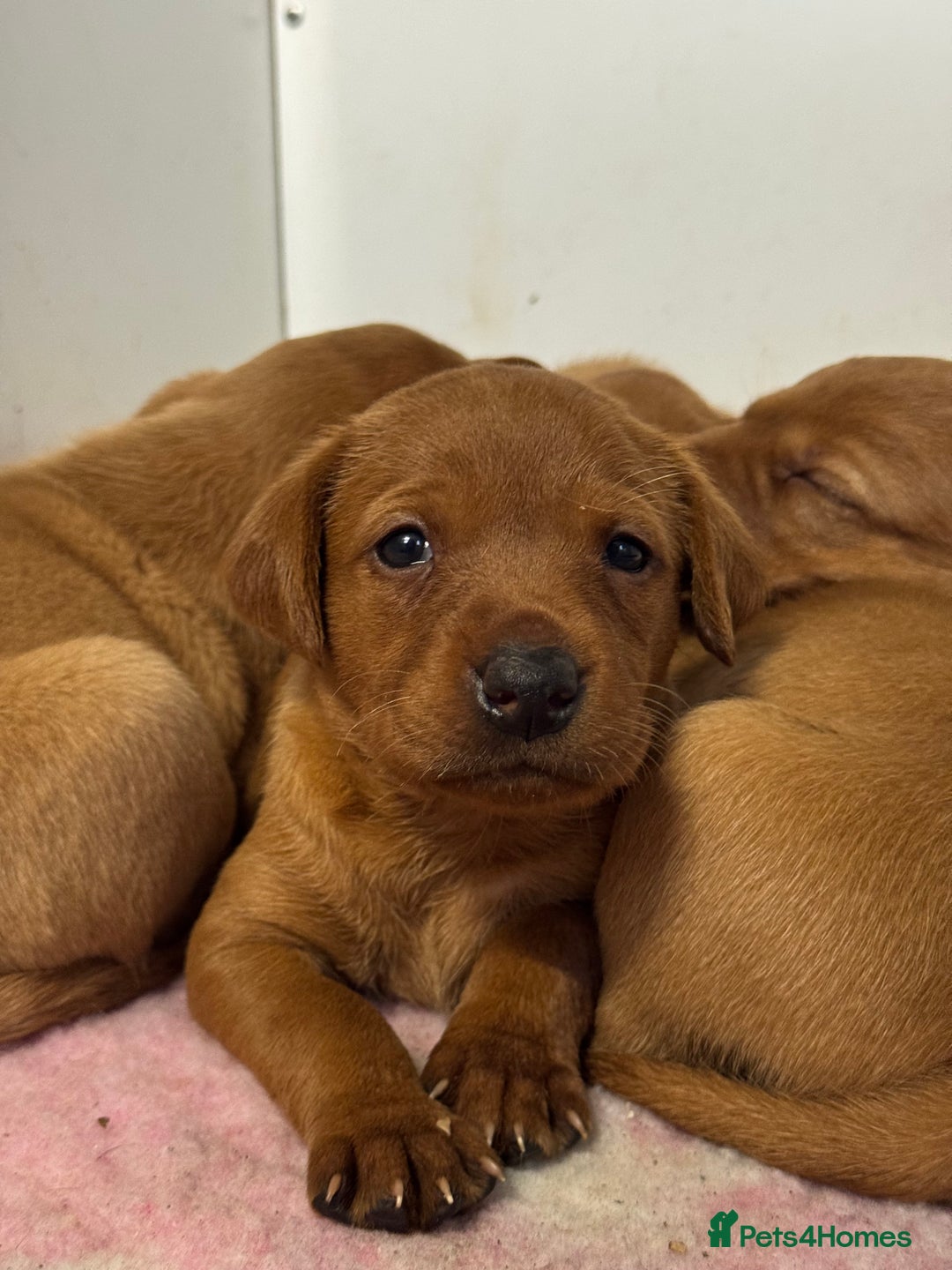 Labrador Retriever dogs for sale: Exceptional KC litter Fox Red Labradors  - Advert 14