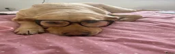 Goldador dogs for sale: 5 year old Goldador  in Derby - Advert 9