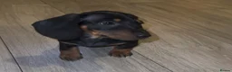 Miniature Dachshund dogs for sale: 1 Miniature Dachshund Puppy - Advert 2