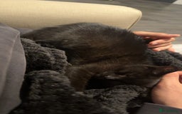 Domestic Shorthair cats for sale: Beautiful kitten 9 weeks old  - Image 3