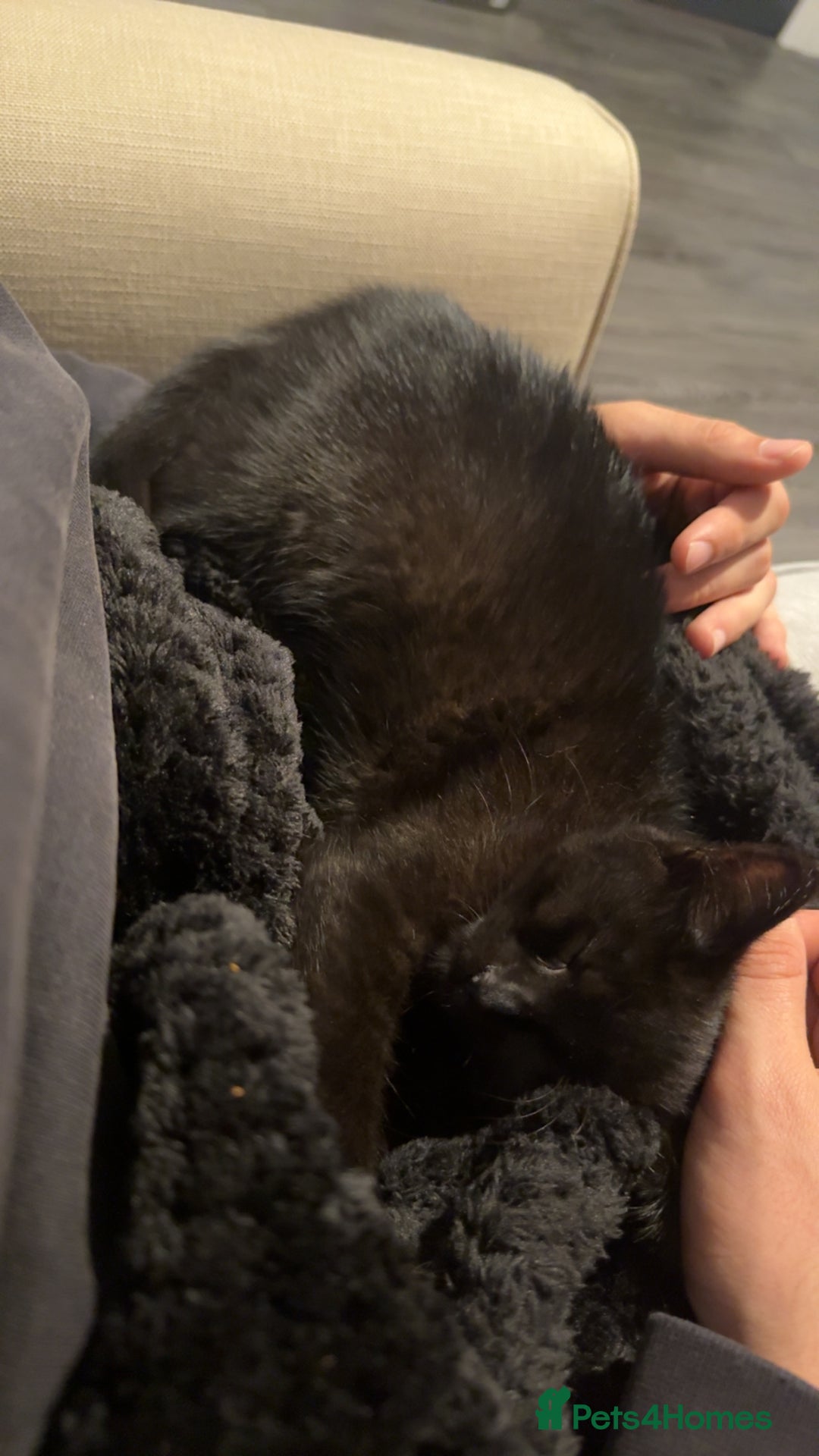 Domestic Shorthair cats for sale: Beautiful kitten 9 weeks old  - Image 3