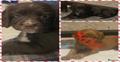 Cocker Spaniel dogs Cocker spaniel pups  - Advert 4