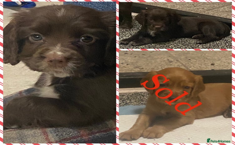 Cocker Spaniel dogs Cocker spaniel pups  - Advert 1