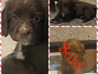 Cocker Spaniel dogs Cocker spaniel pups - Advert 1