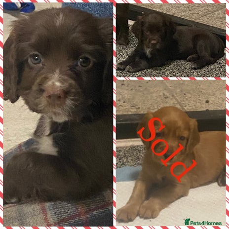 Cocker Spaniel dogs Cocker spaniel pups - Advert 1