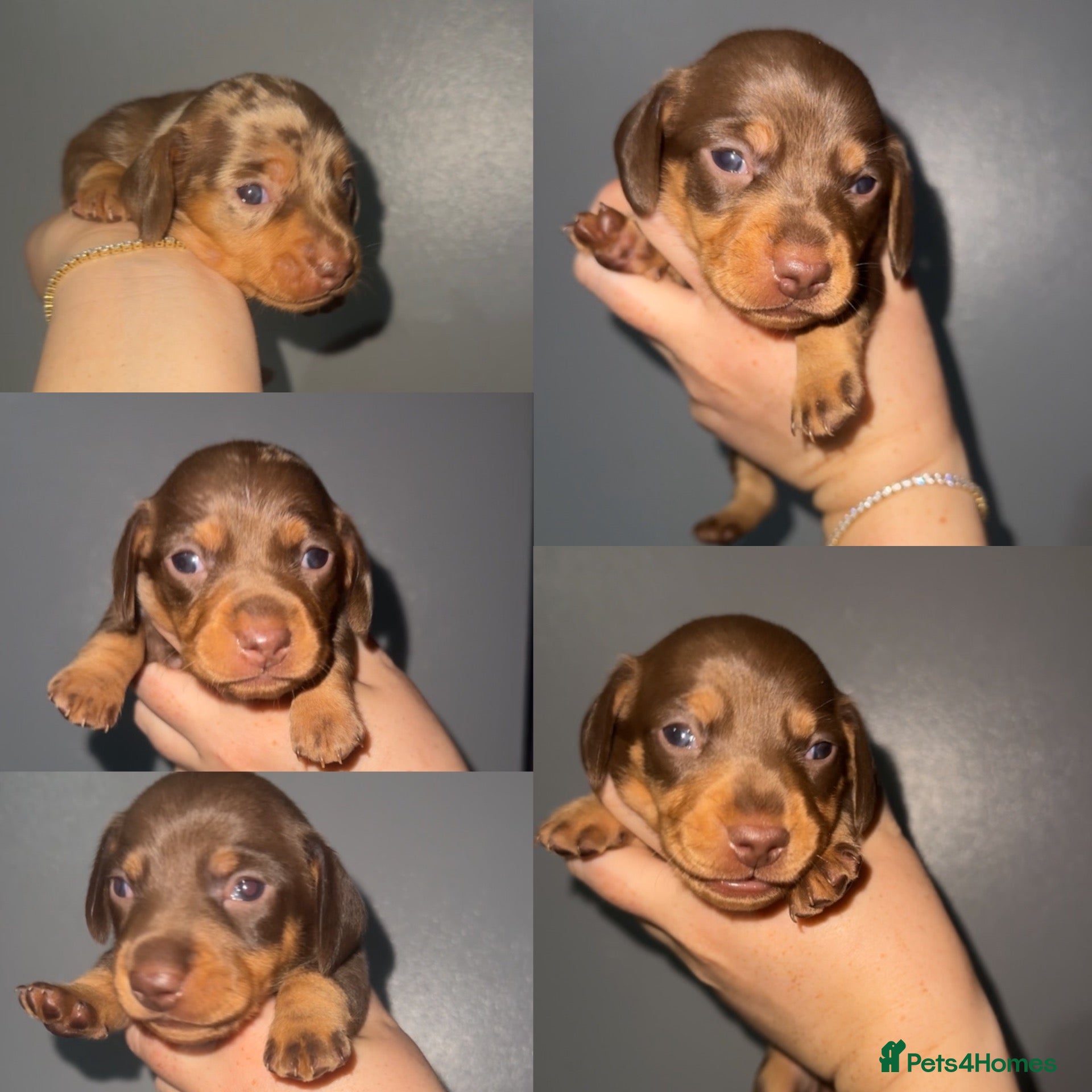 Miniature Dachshund dogs Miniature short-haired dachshunds - Advert 17