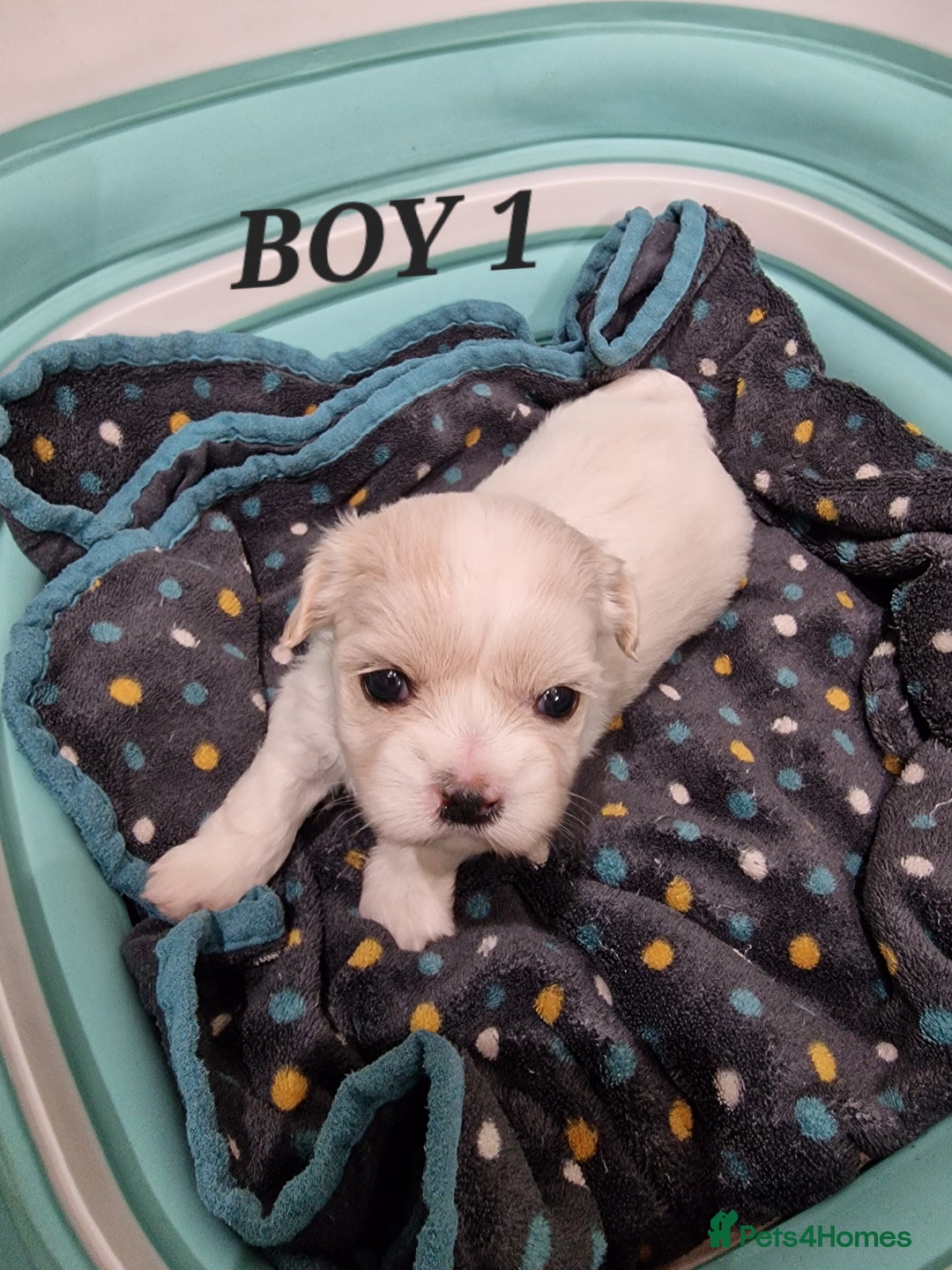 Shih Tzu dogs for sale:  2 lovely girls Shih Tzu Puppies!  - Advert 8