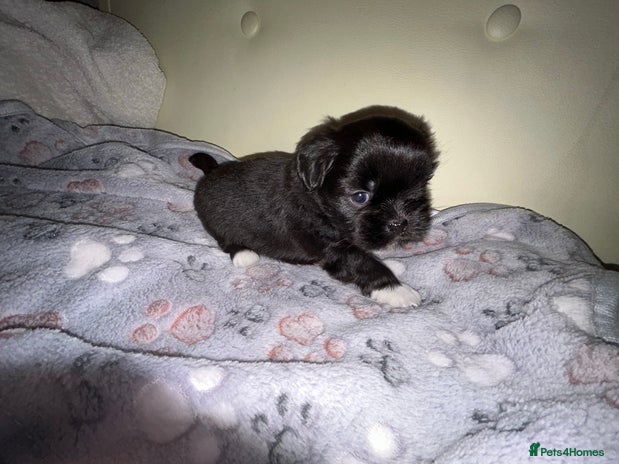 Lhasa Apso dogs - Advert 2