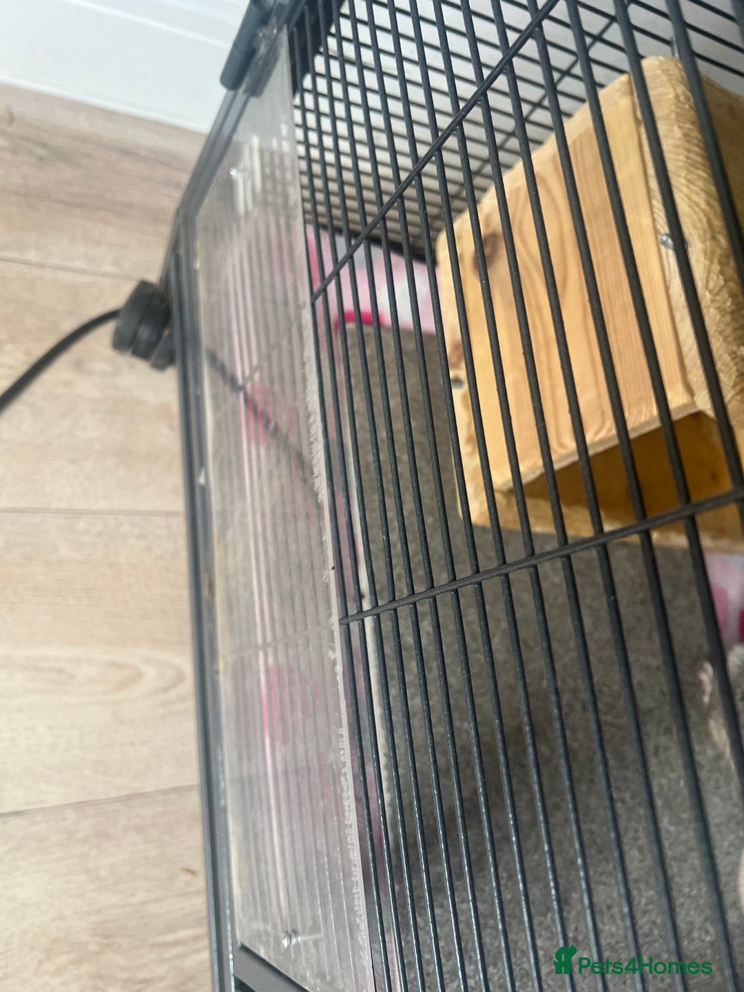 Chinchilla rodents for sale: 2 Female Chinchillas and Full set up!  - Image 15