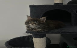 Maine Coon cats for sale: XXL Maine Coon Kittens Double TICA Champion lines  - Image 14