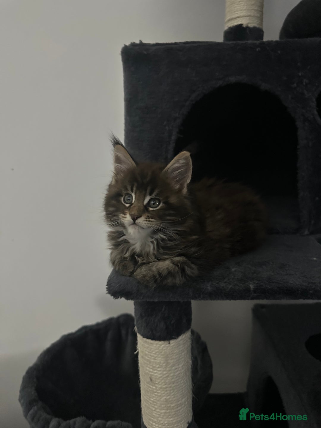 Maine Coon cats for sale: XXL Maine Coon Kittens Double TICA Champion lines  - Image 14