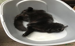 British Longhair cats for sale: Beautiful and affectionate neutered black cat - Image 3