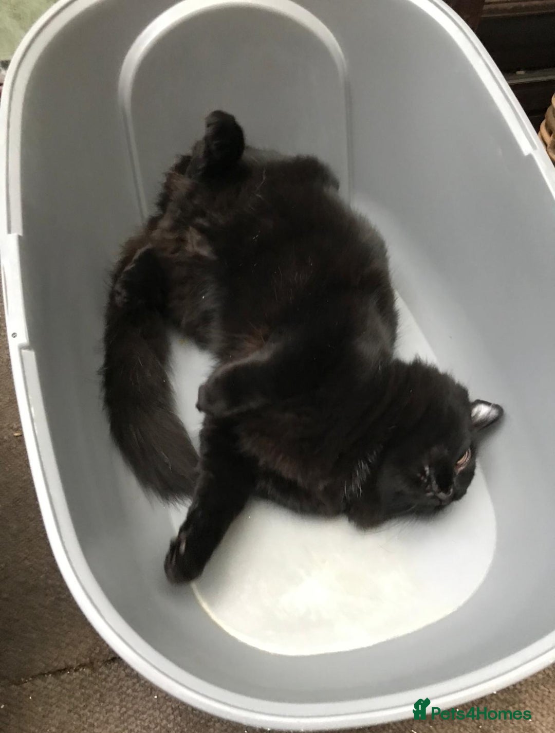 British Longhair cats for sale: Beautiful and affectionate neutered black cat - Image 3