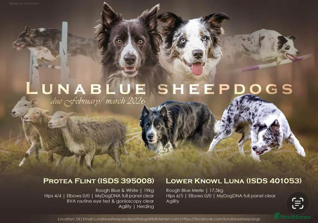 Border Collie dogs for sale: 2 female border collies Available  - Advert 1