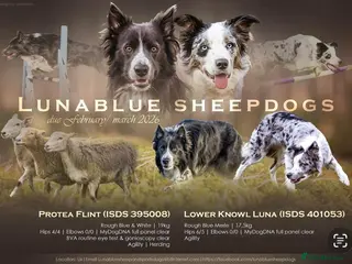 Border Collie dogs 2 female border collies Available - Advert 12