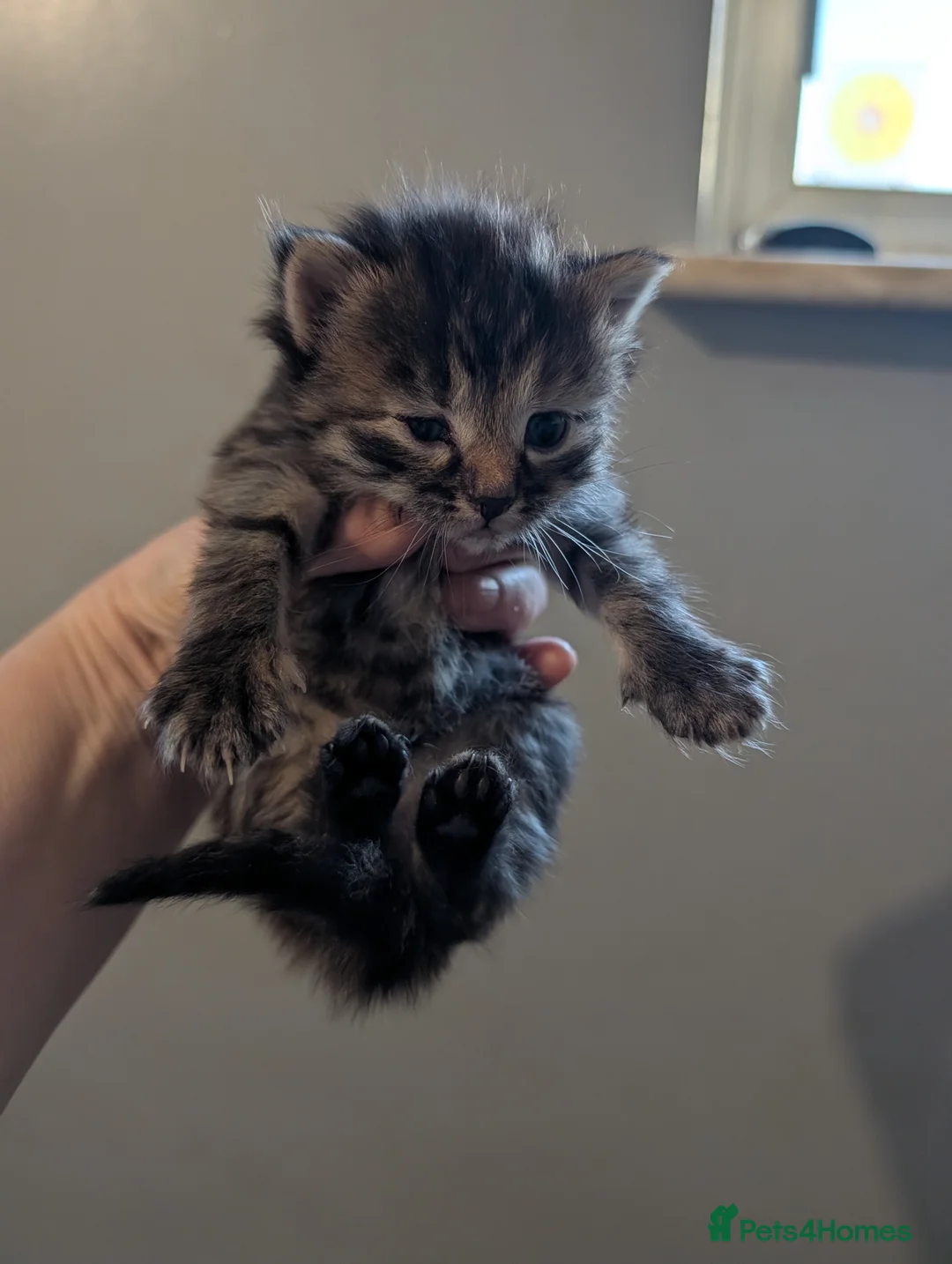 Mixed Breed cats for sale: X Maine coon in Ashford - Advert 5