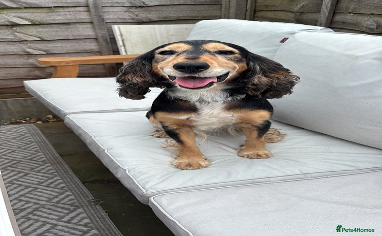 Cocker Spaniel dogs - Advert 10