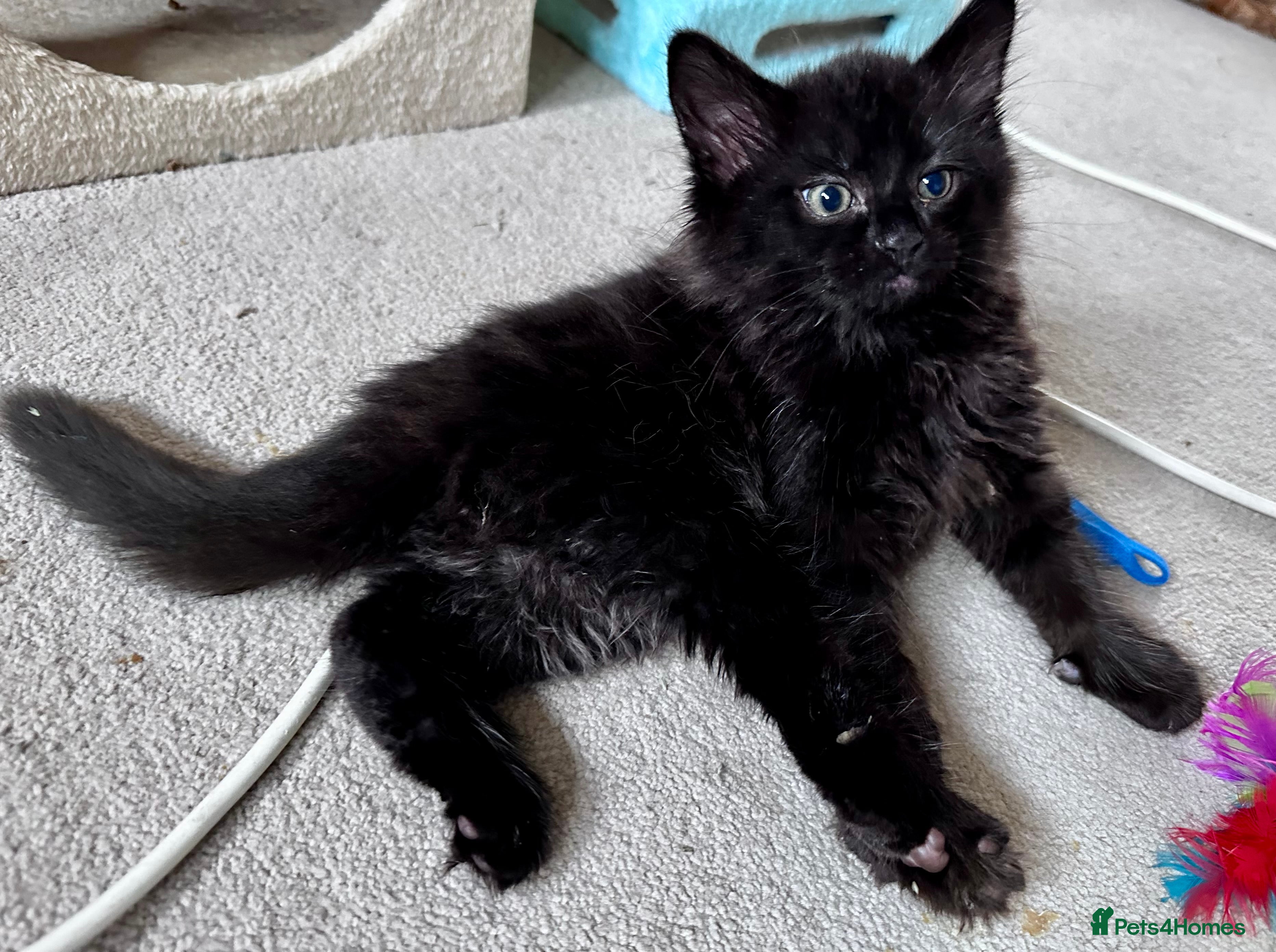 Mixed Breed cats Amiable mixed breed kttens - Advert 2