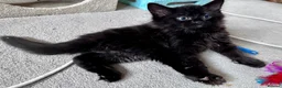 Mixed Breed cats for sale: Amiable mixed breed kttens - Advert 10