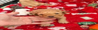Cockapoo 1