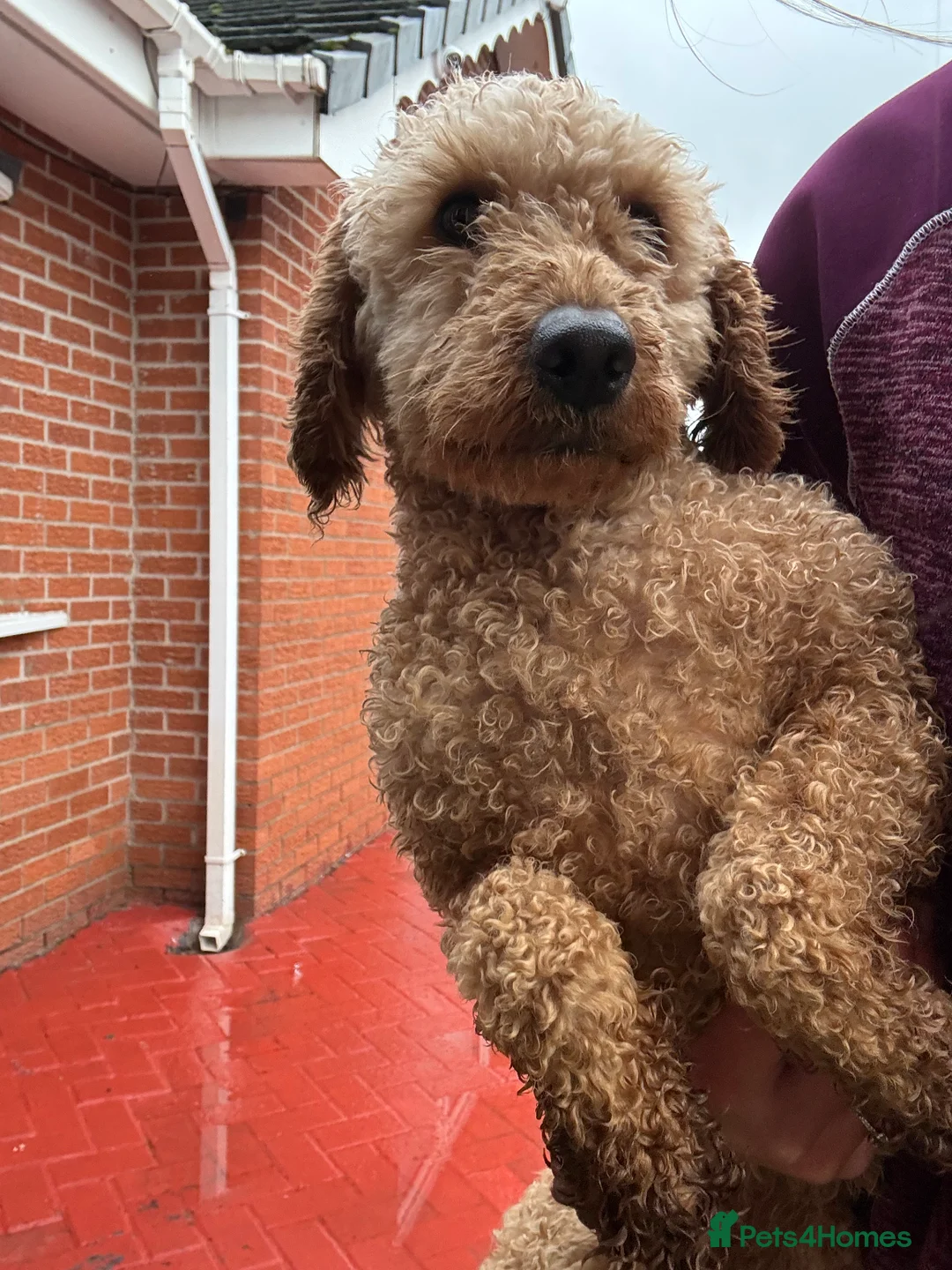 Jackapoo dogs for sale: Beautiful Jackapoo for sale! - Advert 5