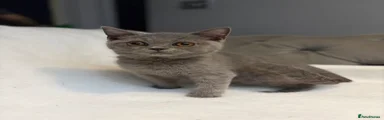 British Shorthair 1