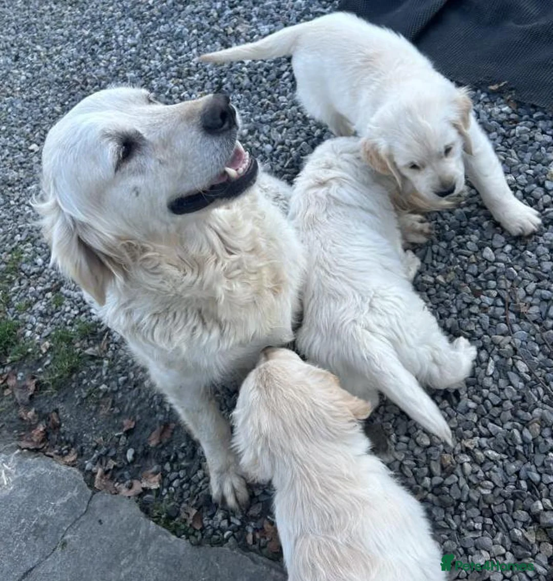 Golden Retriever dogs for sale: Chunky health tested Golden Retriever puppies - Advert 5
