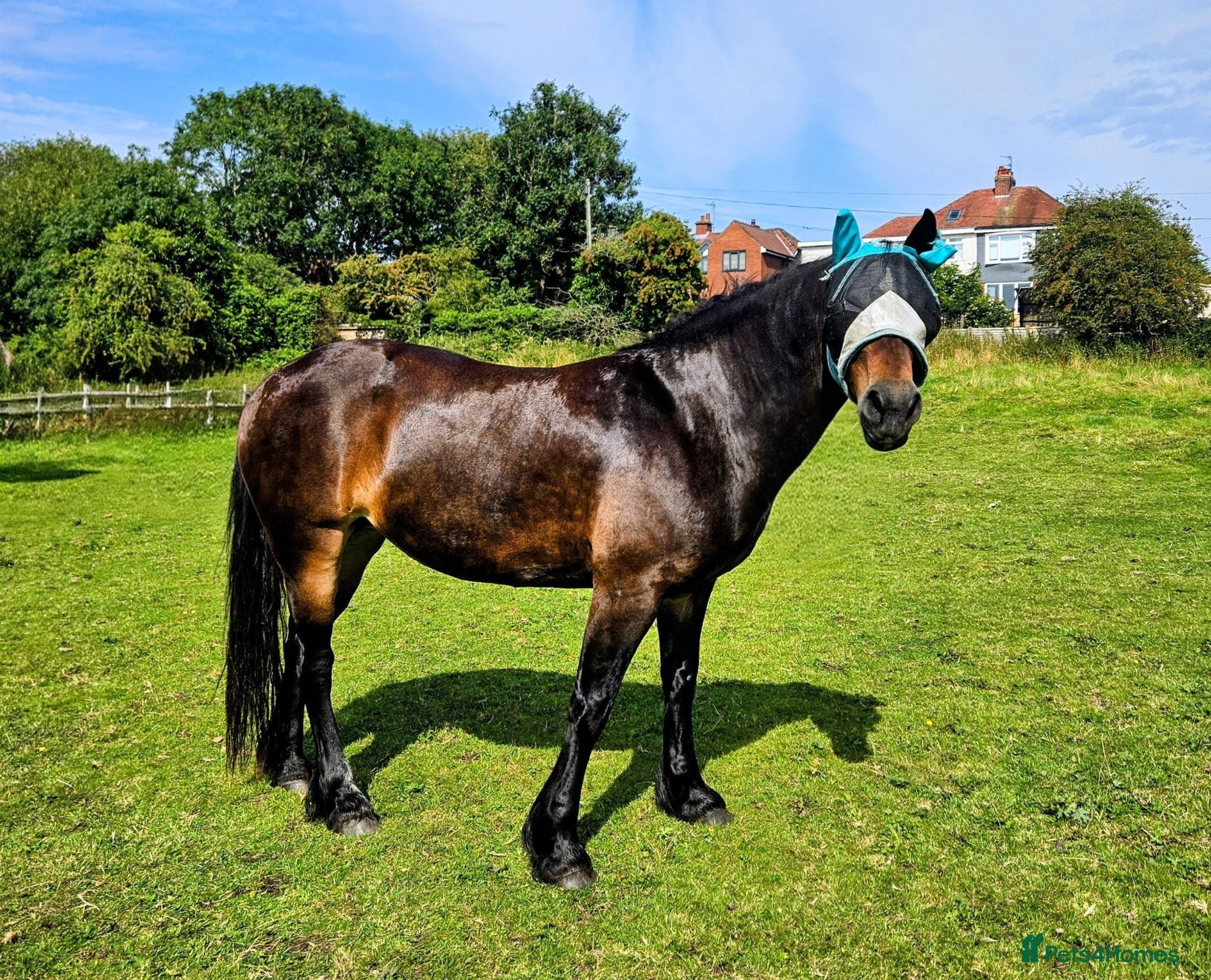 Welsh Section D horses for sale: Section D mare  - Advert 1