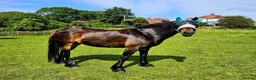 Welsh Section D horses for sale: Section D mare  - Advert 1