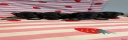 Miniature Schnauzer dogs for sale: Beautiful kc Reg mini schnauzers pups available. - Advert 13