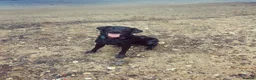 Labrador Retriever dogs for sale: Charlie - Black Labrador (5 years old)  - Advert 3